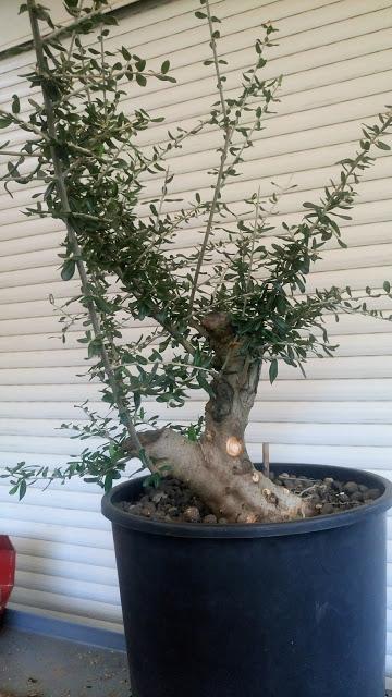 Intercambio de bonsais :Nº 112 El acebuche de Antonio Intercambio de bonsais :Nº 112 El acebuche de Antonio