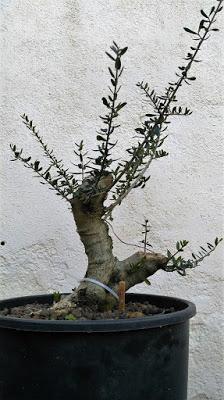 Intercambio de bonsais :Nº 112 El acebuche de Antonio Intercambio de bonsais :Nº 112 El acebuche de Antonio