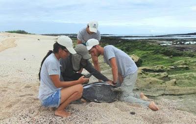 En Galápagos se estudia impacto del turismo en la anidación de las tortugas marinas