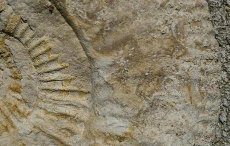 Las 5 extinciones masivas Las 5 extinciones masivas