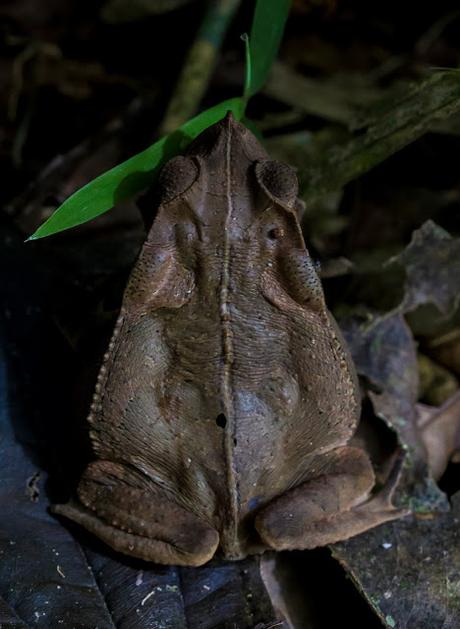 Parque Nacional Yasuní