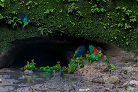 Parque Nacional Yasuní