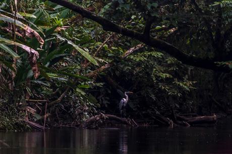 Parque Nacional Yasuní