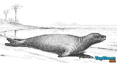 Foca-Monje-Caribe-lista-10-animales-ya-extintos