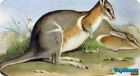 Canguro-Rabipelado-lista-10-animales-ya-extintos