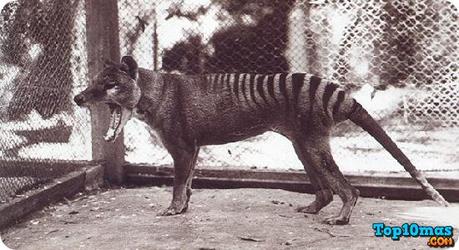 Lobo-de-Tasmania-lista-10-animales-ya-extintos