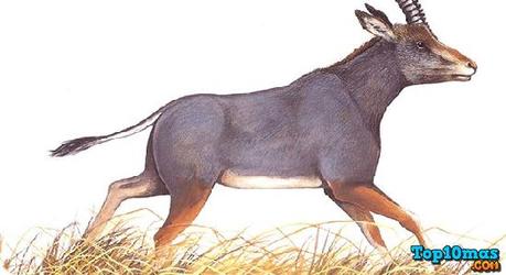 Antílope-Azul-lista-10-animales-ya-extintos