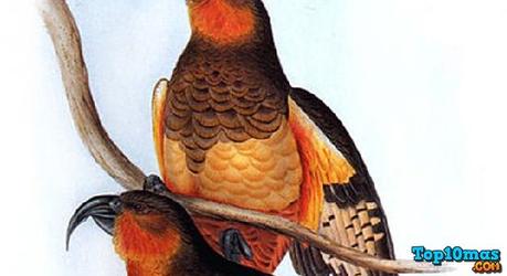 Norfolk-Kaka-lista-10-animales-ya-extintos