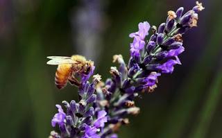Por cambio climático y deforestación, colapsan abejas en Yucatán