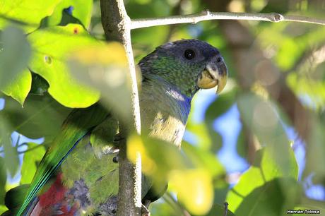 Loro maitaca (Pionus maximiliani)