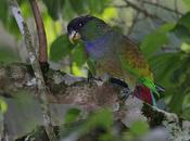 Loro maitaca (Pionus maximiliani)