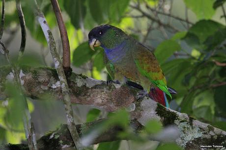 Loro maitaca (Pionus maximiliani)