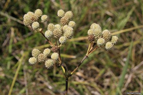 Serrucheta fina (Eryngium elegans)