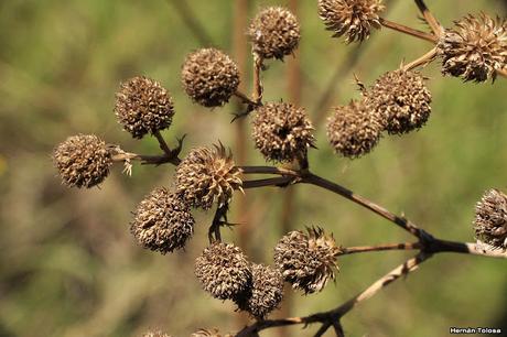 Serrucheta fina (Eryngium elegans)