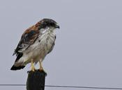 Aguilucho común (Geranoaetus polyosoma)