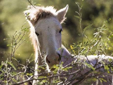 XXX SALT_RIVER_WILD_HORSES_6.JPG USA AZ