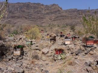 San Bartolomé de Tirajana amplía su formación agrícola con un curso para apicultores San Bartolomé de Tirajana amplía su formación agrícola con un curso para apicultores