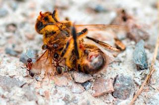 Las abejas, un eslabón fundamental para el medio ambiente