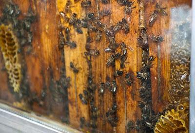 Las abejas, un eslabón fundamental para el medio ambiente