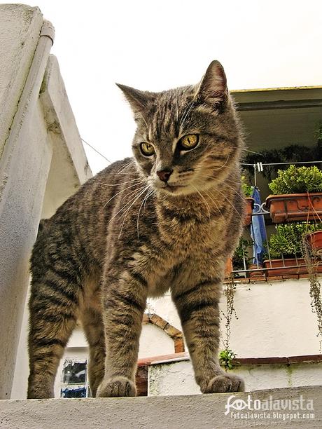 Gato atigrado napolitano por los tejados - Fotografía artística