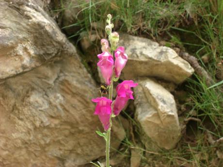 Flores o Floreros con flores