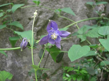 Flores o Floreros con flores