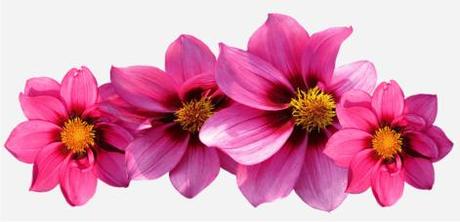 Flores o Floreros con flores