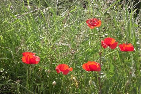 Flores o Floreros con flores