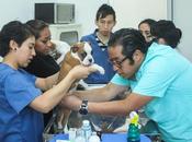 Esterilizan animales hospital público veterinario