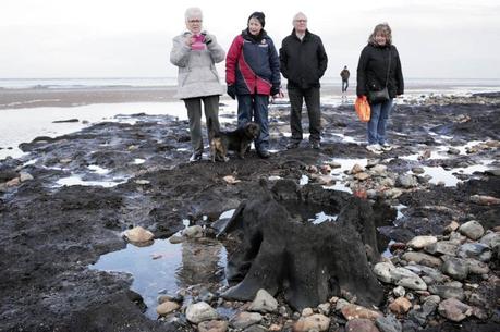 Hallan bosque prehistórico desenterrado por recientes tormentas en Inglaterra