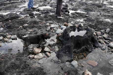 Hallan bosque prehistórico desenterrado por recientes tormentas en Inglaterra