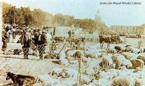 Fotos antiguas del mercado de ganados de Talavera de la Reina