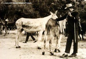 Fotos antiguas del mercado de ganados de Talavera de la Reina