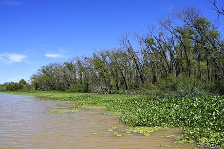 Paraná Guazú (enero 2018)