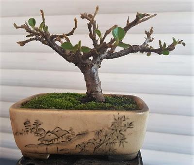 Mame trasplantes : Cotoneaster y Olmo comun Mame trasplantes : Cotoneaster y Olmo comun