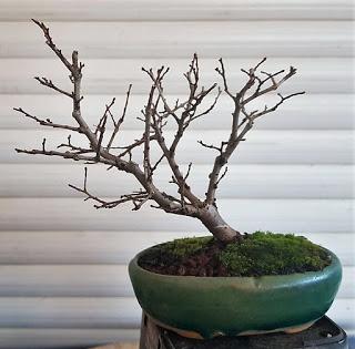 Mame trasplantes : Cotoneaster y Olmo comun Mame trasplantes : Cotoneaster y Olmo comun