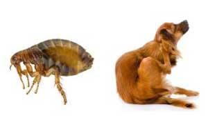 Cómo eliminar pulgas en perros