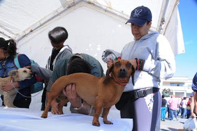 APLICARÁ EDOMÉX 2.6 MILLONES DE VACUNAS DURANTE SEMANA NACIONAL ANTIRRÁBICA CANINA Y FELINA APLICARÁ EDOMÉX 2.6 MILLONES DE VACUNAS DURANTE SEMANA NACIONAL ANTIRRÁBICA CANINA Y FELINA