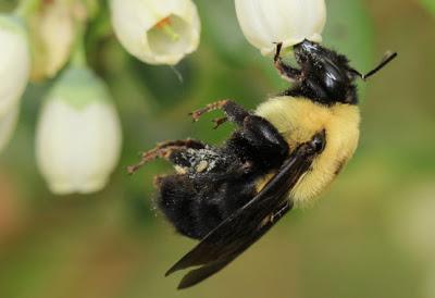 A mayor número de especies de abejas, mejor polinización