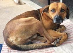 Un perro espera en un hospital a su dueño, quien ya murió