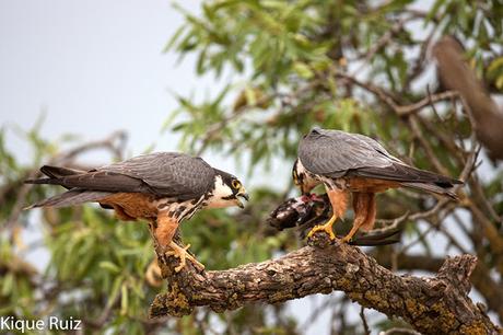 Alcotan europeo