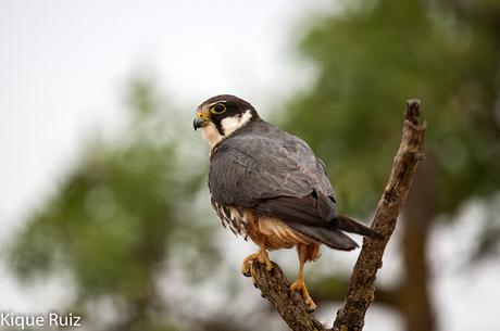 Alcotan europeo