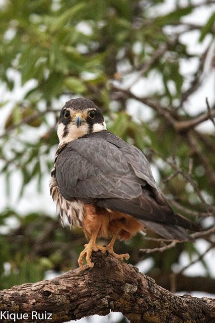 Alcotan europeo