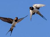 gaviotas capistrano