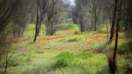 8 inolvidables fotografías de la primavera en Israel