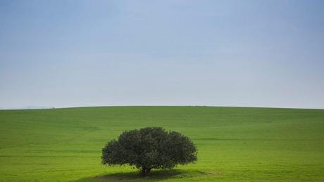 8 inolvidables fotografías de la primavera en Israel