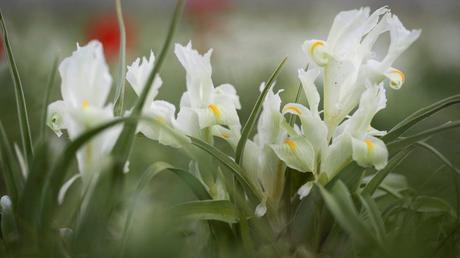 8 inolvidables fotografías de la primavera en Israel