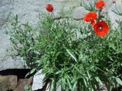 Amapolas rojas