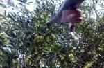 Web para la programación del riego y fertilización del olivar