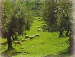 Crece el olivar ecológico en Jaén.